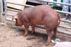 2009 Schoenborn 011