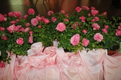 2014 Rosenfest 002