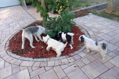Und selbst die Hunde lernten neue Freunde kennen!