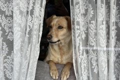 Mit dabei: Hunde...