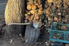 und Katzen - Die in aller Ruhe der Axt entkommen sind!