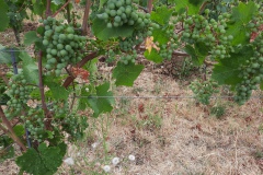 Der Riesling war bereits da...