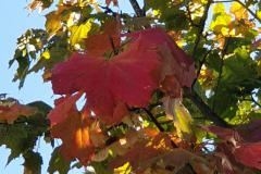 Das Herbstlaub lockte uns nach Wingsbach
